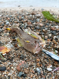 キビレミシマの釣果