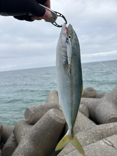 コゾクラの釣果