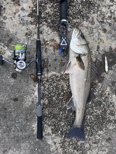 スズキの釣果