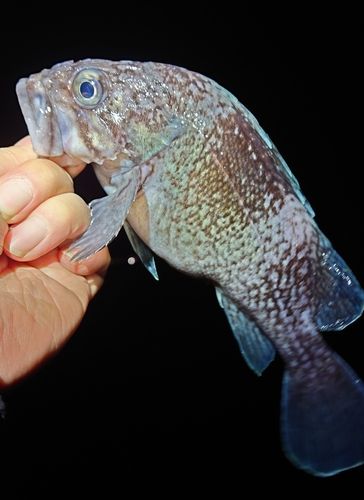 マゾイの釣果