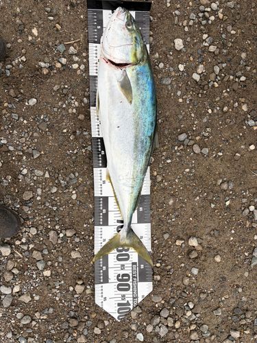 ブリの釣果