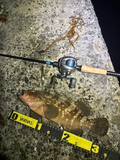 アコウの釣果