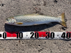 アメマスの釣果