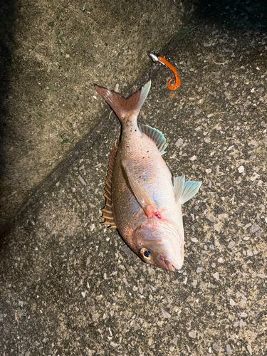 タイの釣果