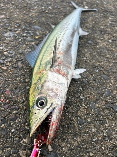サゴシの釣果