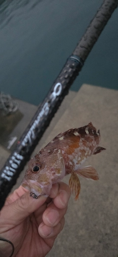 カサゴの釣果