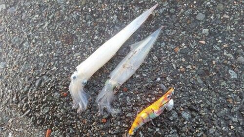 イカの釣果