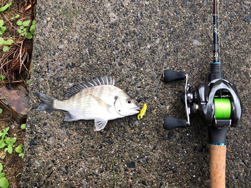 ミナミクロダイの釣果