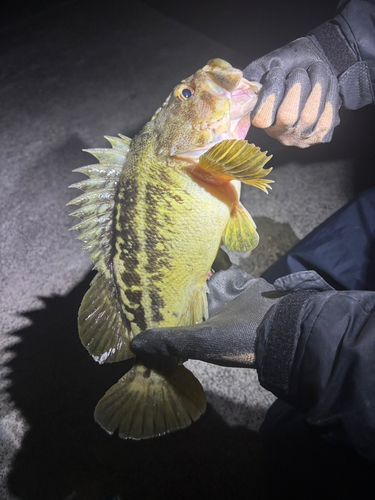 シマゾイの釣果
