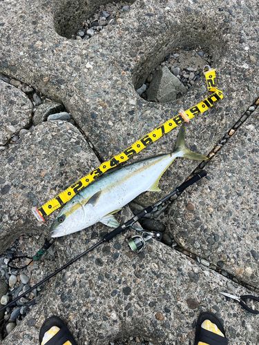 ヒラマサの釣果