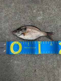 ウミタナゴの釣果