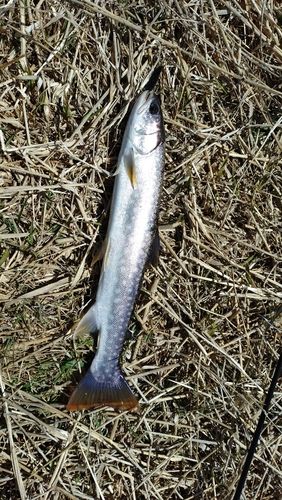 アメマスの釣果