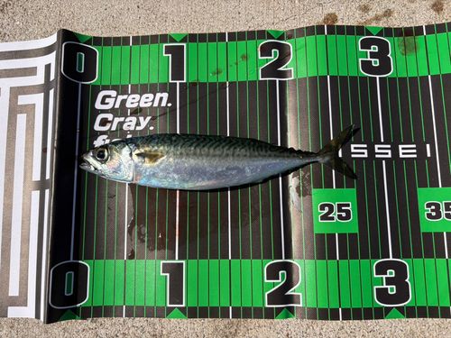 サバの釣果