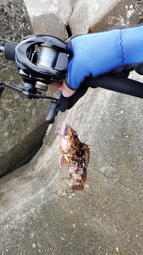 ワカシの釣果