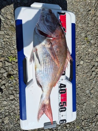 タイの釣果