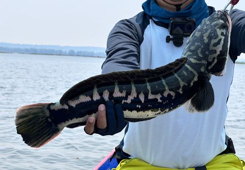 ジャイアントスネークヘッドの釣果 - アングラーズ | 釣果600万件の
