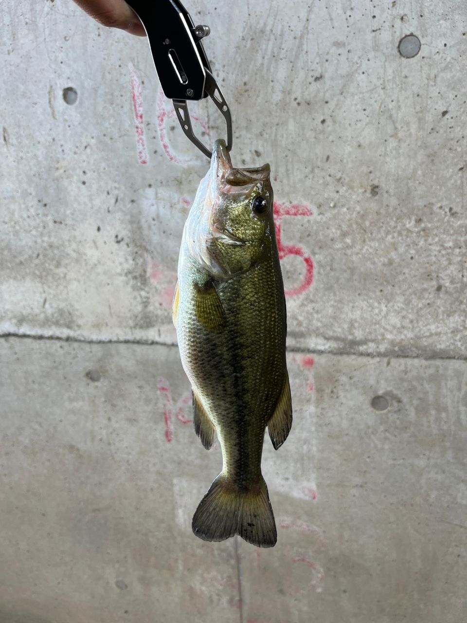 SHIMANO 20ゾディアス 264ML-2の最安値・インプレ・釣果 | 本音の