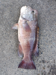 コブダイの釣果