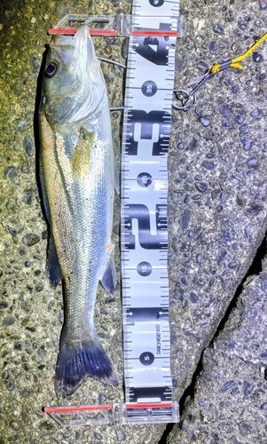セイゴ（マルスズキ）の釣果
