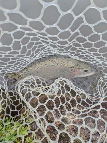 ニジマスの釣果