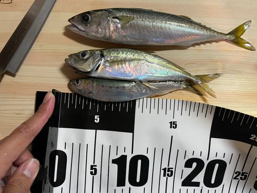 イワシの釣果