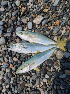 イナダの釣果