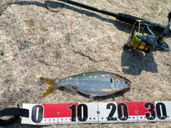 コノシロの釣果