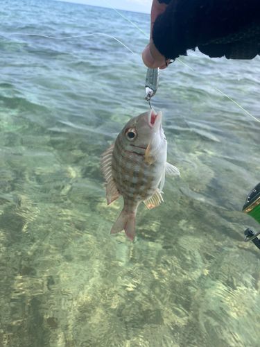 ハマフエフキの釣果