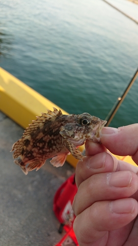 アラカブの釣果