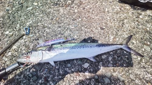 サゴシの釣果
