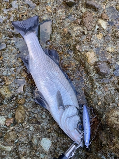 ヒラスズキの釣果