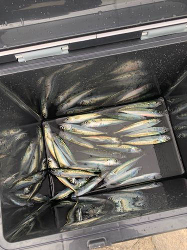 サバの釣果