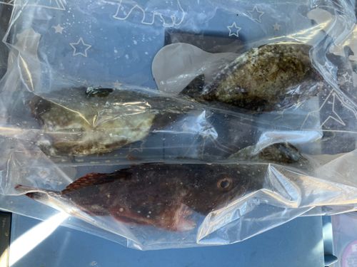 アイゴの釣果
