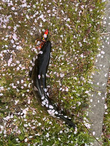 ライギョの釣果