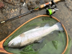 ニジマスの釣果