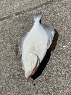 イシガレイの釣果