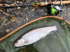 イワナの釣果