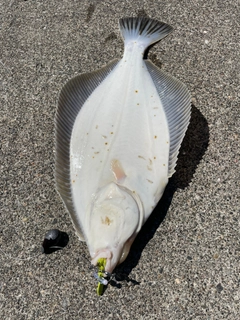 イシガレイの釣果