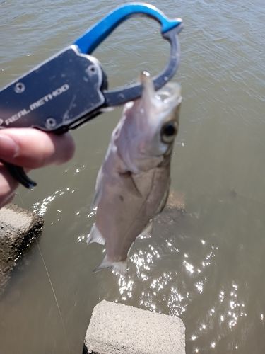 セイゴ（ヒラスズキ）の釣果