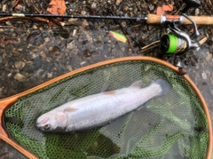 ニジマスの釣果