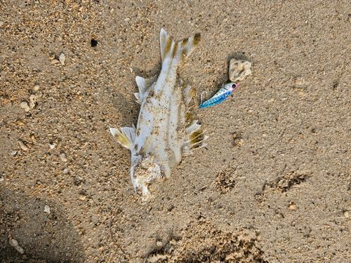 コトヒキの釣果