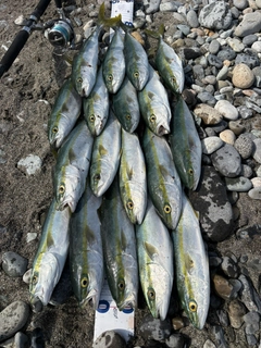 ワカシの釣果