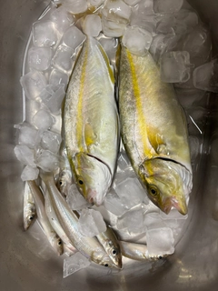 カンパチの釣果