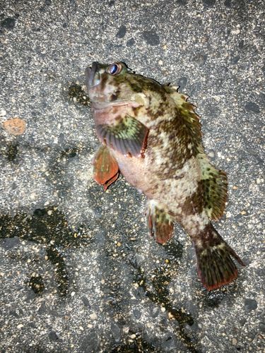 ムラソイの釣果