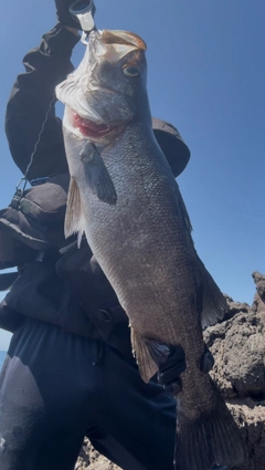 ヒラスズキの釣果