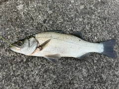 フッコ（ヒラスズキ）の釣果
