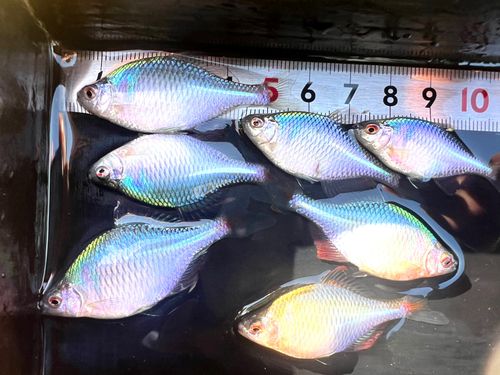 タイリクバラタナゴの釣果