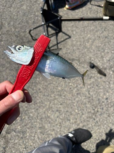 サバの釣果