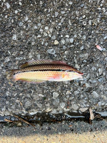 キュウセンの釣果