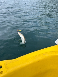 エソの釣果